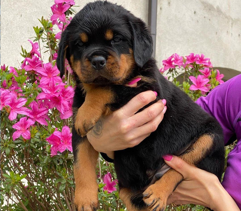Rottweiler Puppy