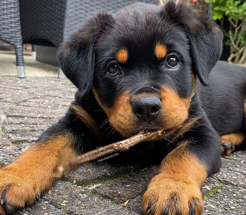 Rottweiler Puppy