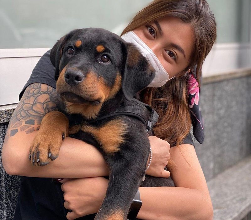 Rottweiler Puppy