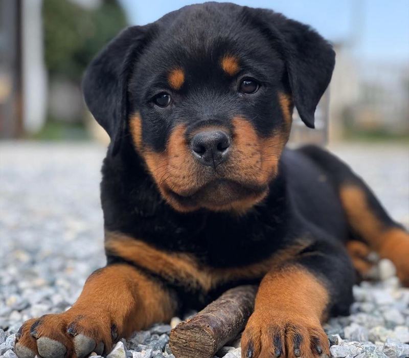 Rottweiler Puppy