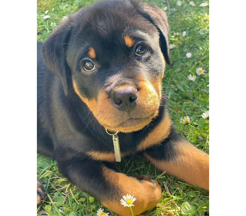 Rottweiler Puppy