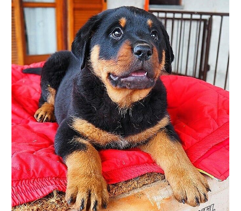 Rottweiler Puppy