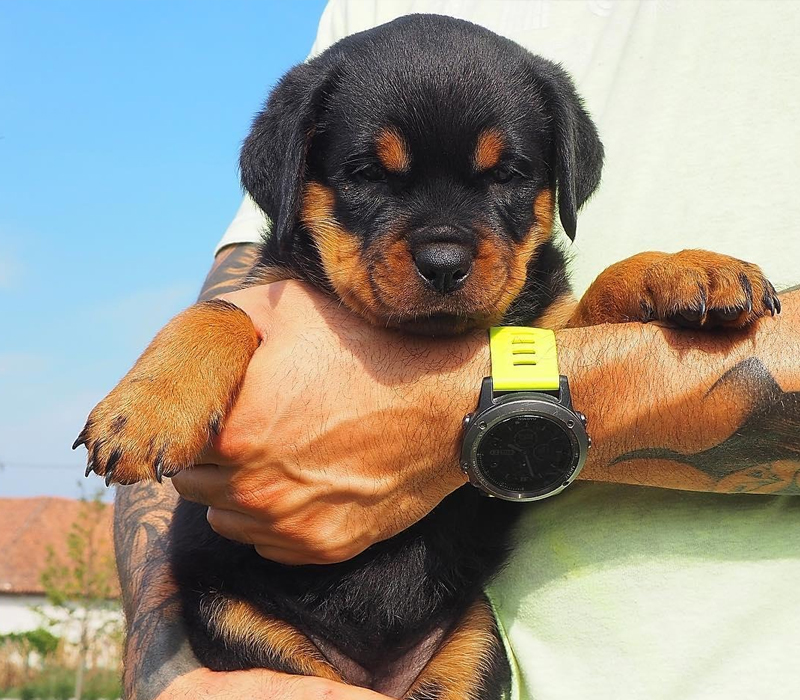Rottweiler Puppy