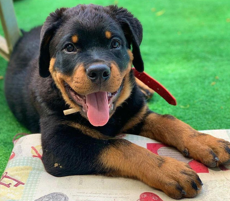 Rottweiler Puppy