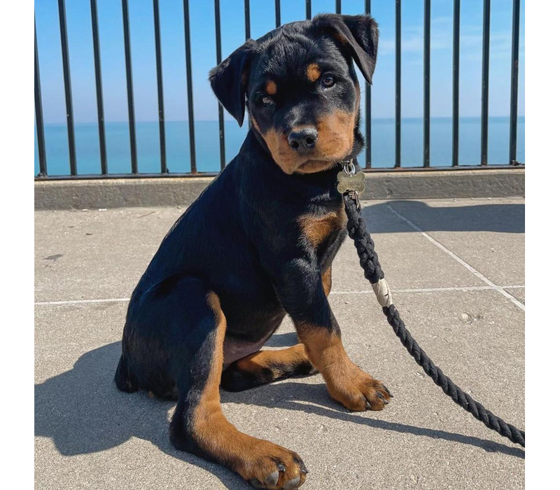 Rottweiler Puppy
