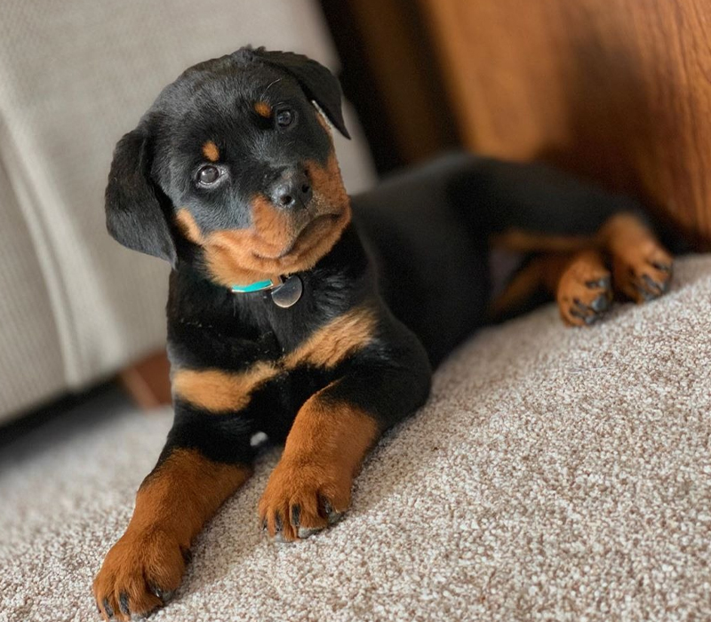 Rottweiler Puppy