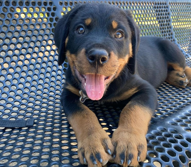 Rottweiler Puppy