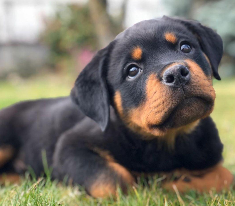 Rottweiler Puppy