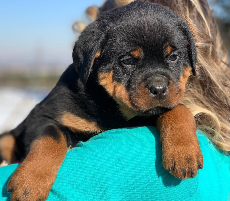 Rottweiler Puppy